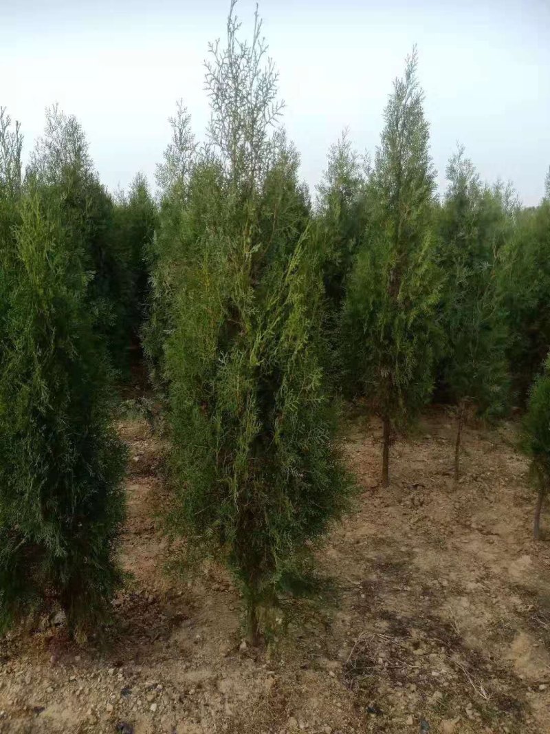 侧柏，规格齐全，量特别特别的大。价格特别特别的实惠。