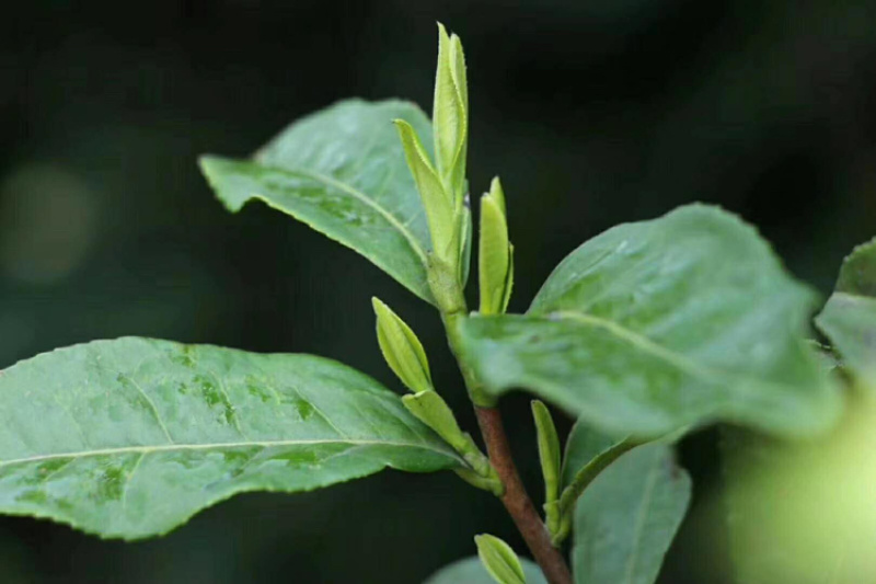 20223名茶黄山毛峰精品好货