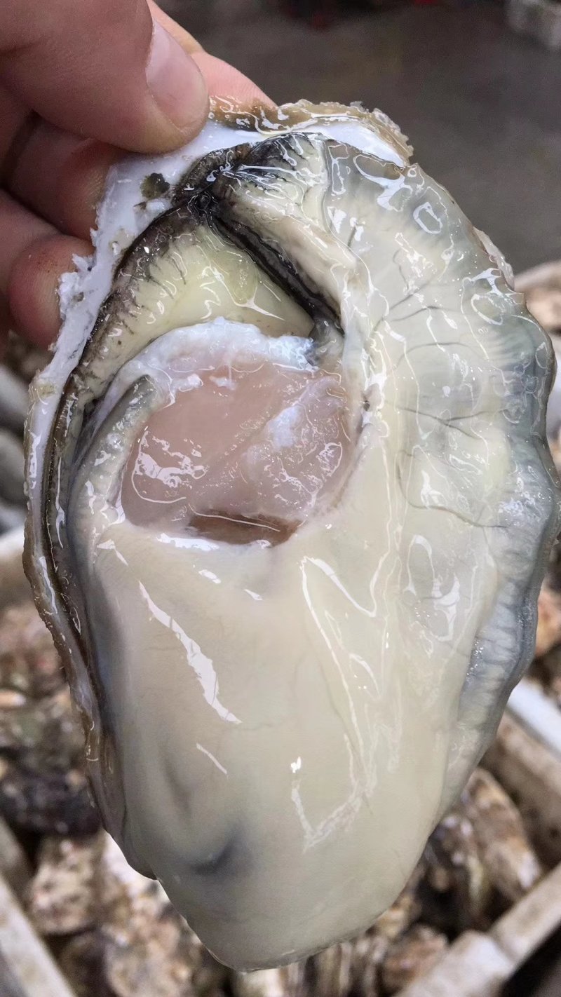 山东生蚝乳山三倍体精品牡蛎产地养殖全程冷链直发