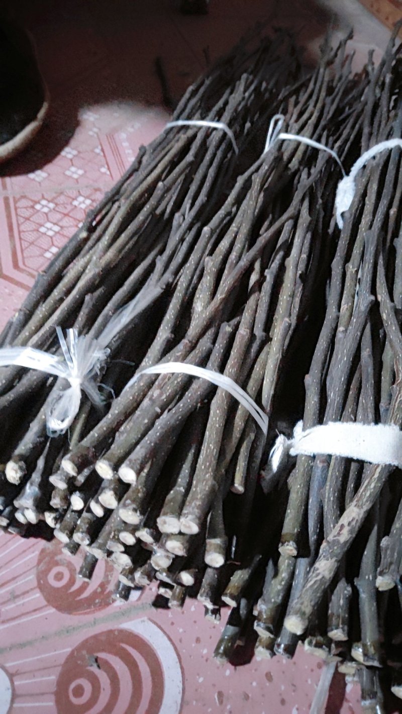 （基地直供）花椒嫁接枝条无棘大红袍花椒嫁接现剪现卖