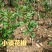 （基地直供）花椒嫁接枝条无棘大红袍花椒嫁接现剪现卖
