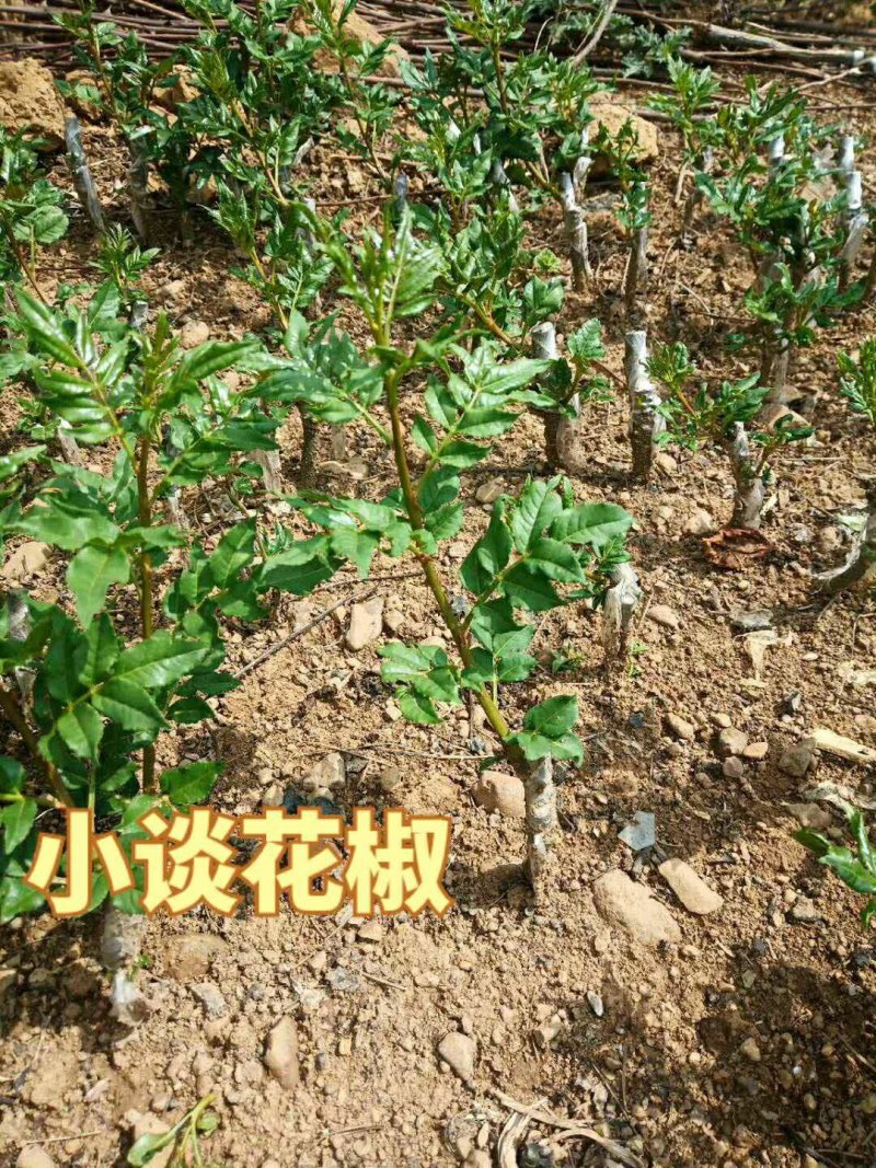 （基地直供）花椒嫁接枝条无棘大红袍花椒嫁接现剪现卖