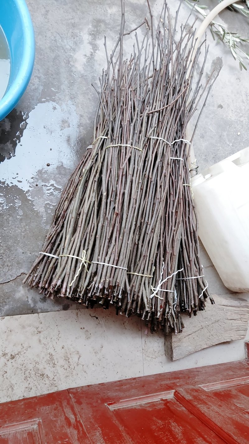 （基地直供）花椒嫁接枝条无棘大红袍花椒嫁接现剪现卖