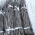 （基地直供）花椒嫁接枝条无棘大红袍花椒嫁接现剪现卖