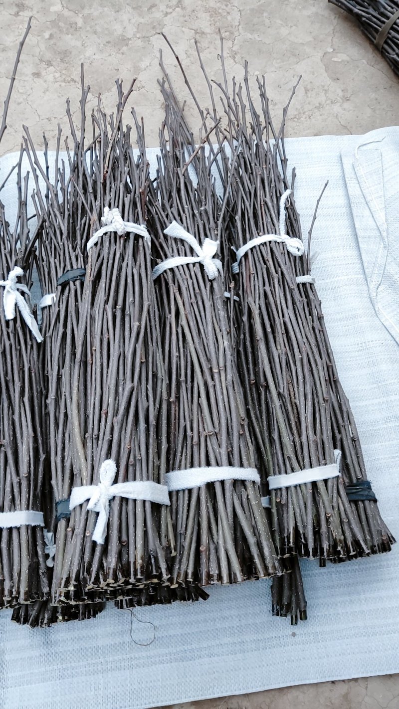 （基地直供）花椒嫁接枝条无棘大红袍花椒嫁接现剪现卖
