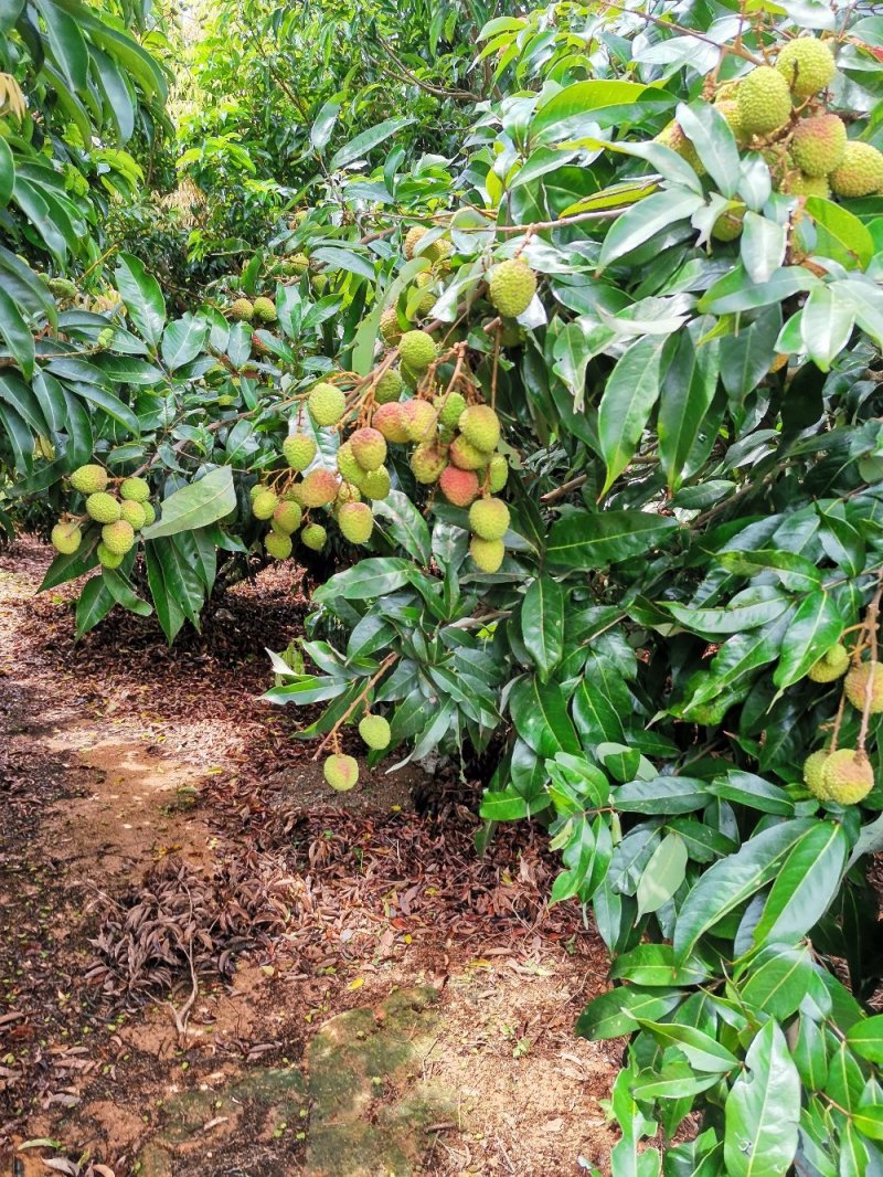 荔枝
