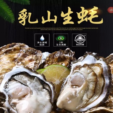 山东生蚝乳山三倍体精品牡蛎产地养殖全程冷链直发