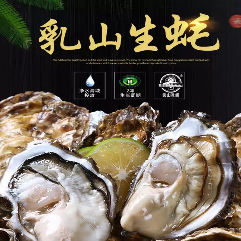 山东生蚝乳山三倍体精品牡蛎产地养殖全程冷链直发