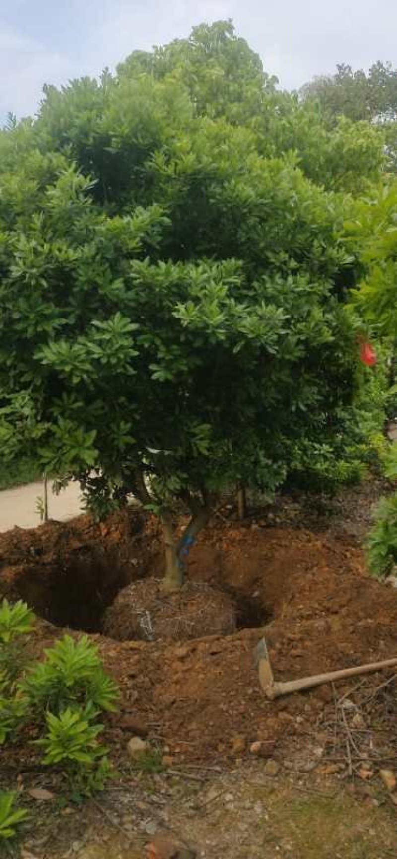 供应各种品种杨梅苗营养袋苗，土球苗裸根苗规格齐全成活率高