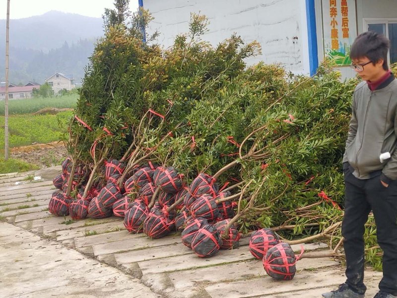 供应各种品种杨梅苗营养袋苗，土球苗裸根苗规格齐全成活率高