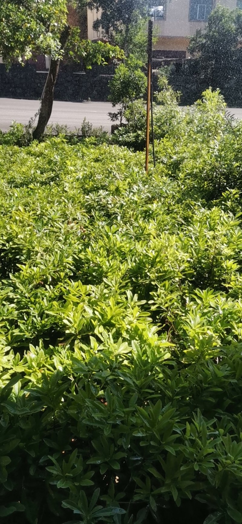 供应各种品种杨梅苗营养袋苗，土球苗裸根苗规格齐全成活率高
