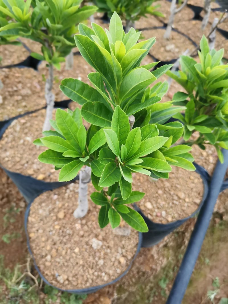 供应各种品种杨梅苗营养袋苗，土球苗裸根苗规格齐全成活率高
