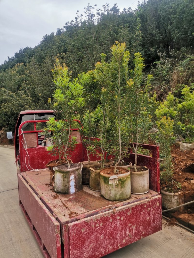 供应各种品种杨梅苗营养袋苗，土球苗裸根苗规格齐全成活率高