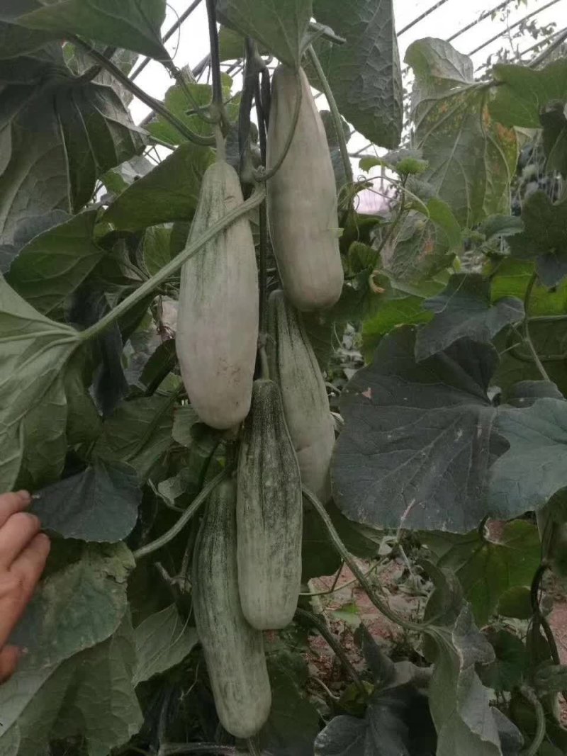 羊角蜜甜瓜苗嫁接苗直根苗口感酥脆基地直供