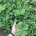 玉竹苗玉竹种苗南玉竹玉竹种植玉竹种苗