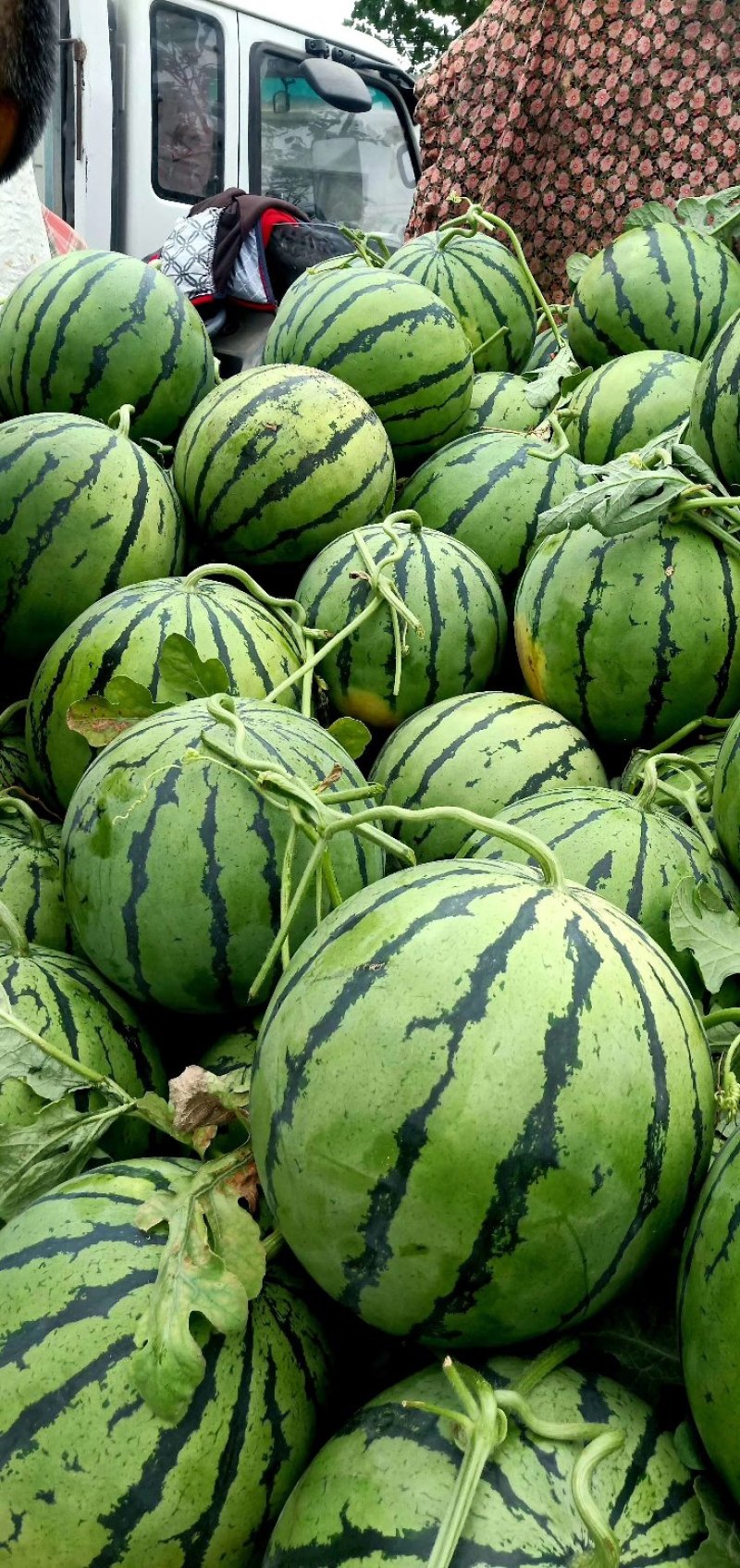 【推荐】夏邑美都西瓜包熟包甜全国代发欢迎来电咨询