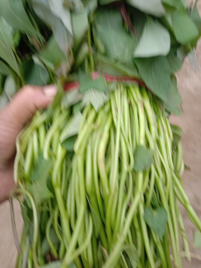 大量供脱毒西瓜红龙九，商薯19等薯苗，每棵粗壮匀称成活高