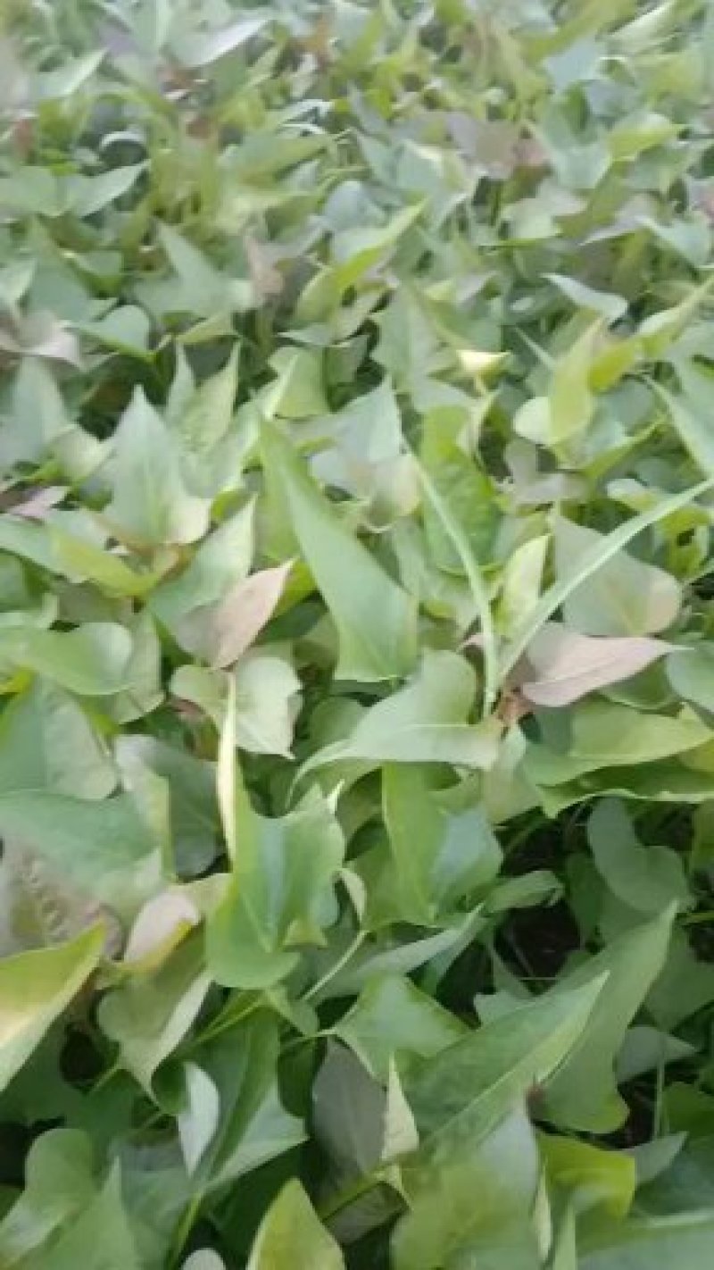 大量供脱毒西瓜红龙九，商薯19等薯苗，每棵粗壮匀称成活高