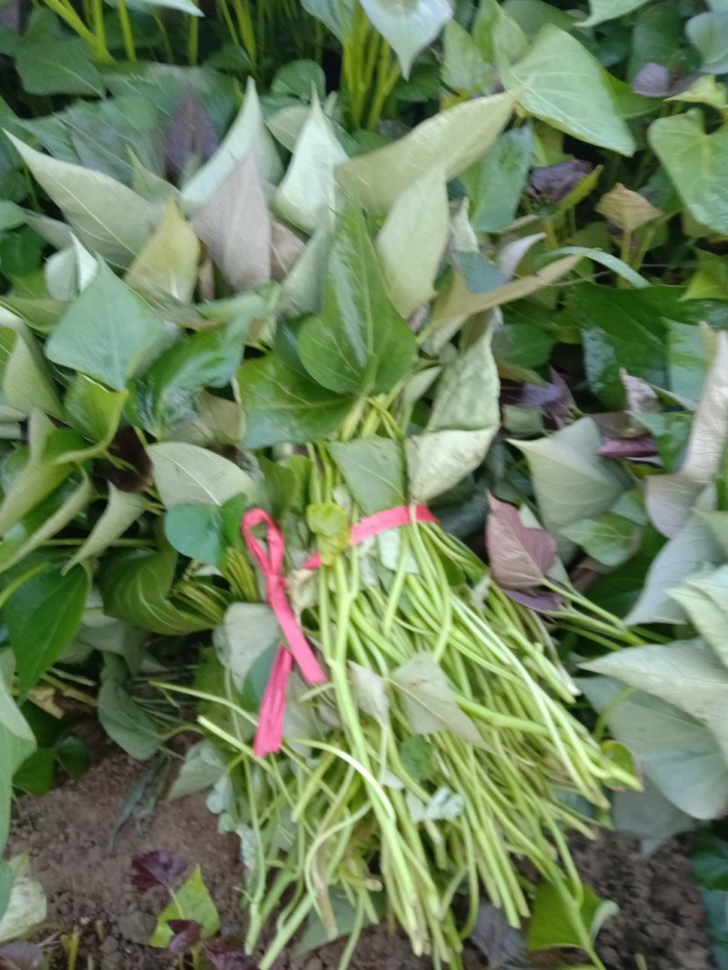 大量供脱毒西瓜红龙九，商薯19等薯苗，每棵粗壮匀称成活高