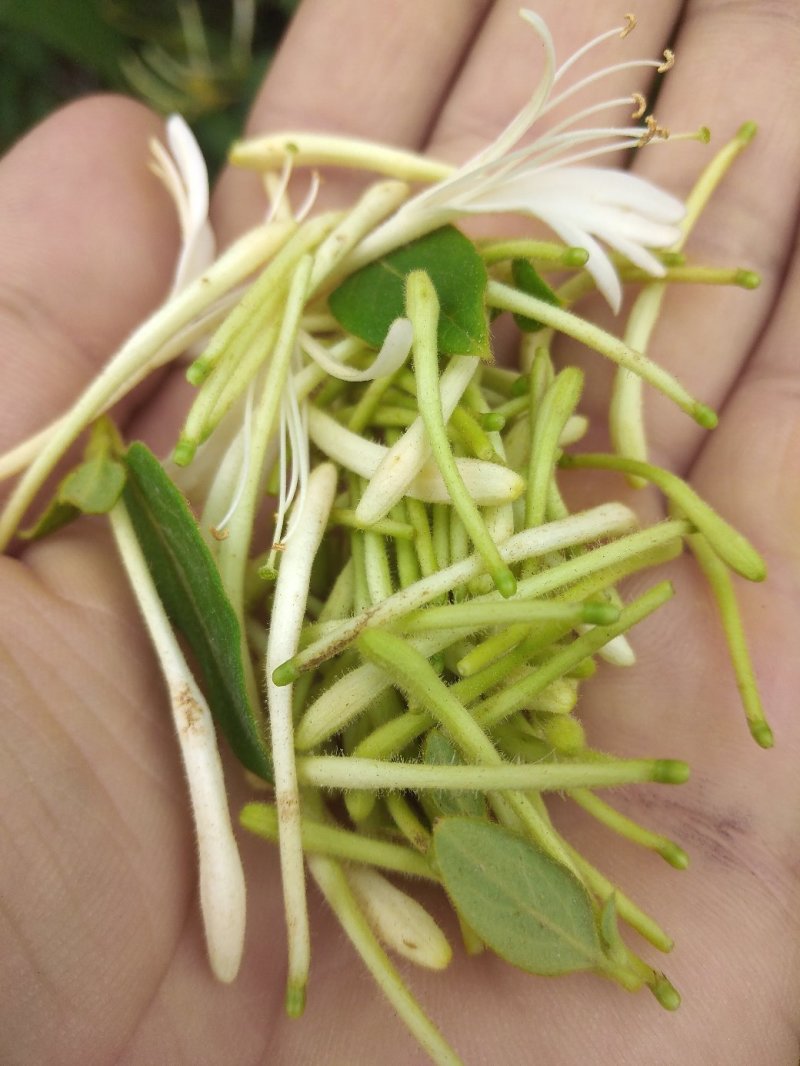 贵州大山深处原生态野生金银花，可泡水入药