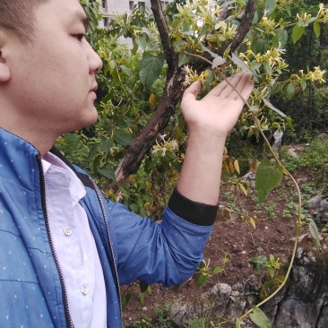 贵州大山深处原生态野生金银花，可泡水入药