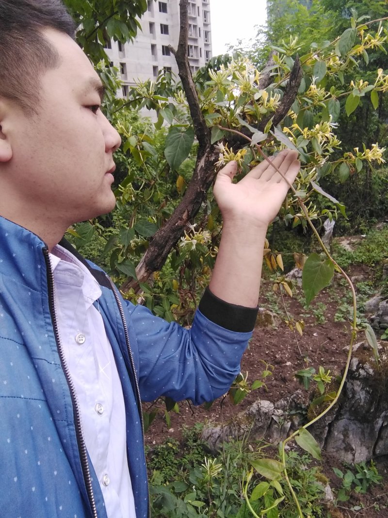贵州大山深处原生态野生金银花，可泡水入药