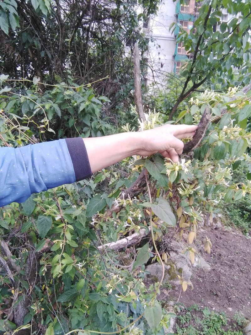贵州大山深处原生态野生金银花，可泡水入药