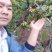 贵州大山深处原生态野生金银花，可泡水入药