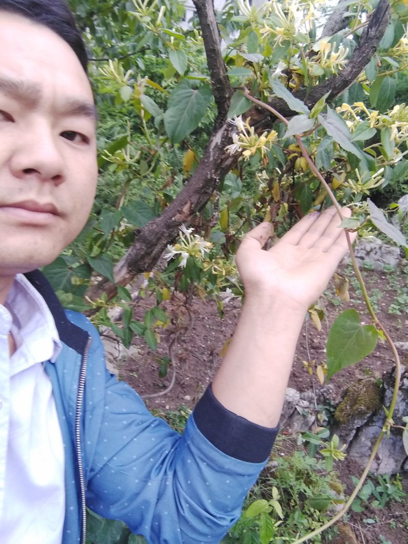 贵州大山深处原生态野生金银花，可泡水入药