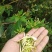 贵州大山深处原生态野生金银花，可泡水入药