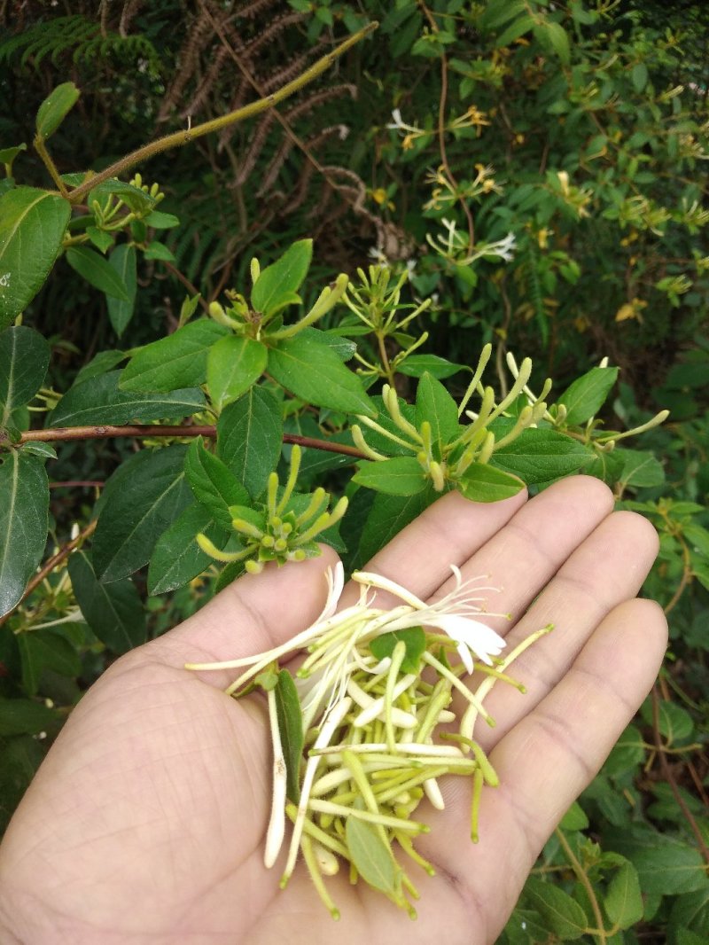 贵州大山深处原生态野生金银花，可泡水入药