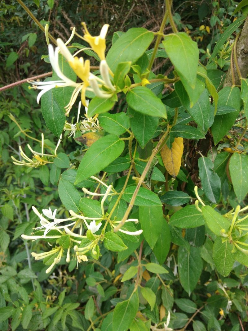 贵州大山深处原生态野生金银花，可泡水入药