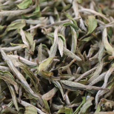 2020新茶福鼎白茶牡丹王