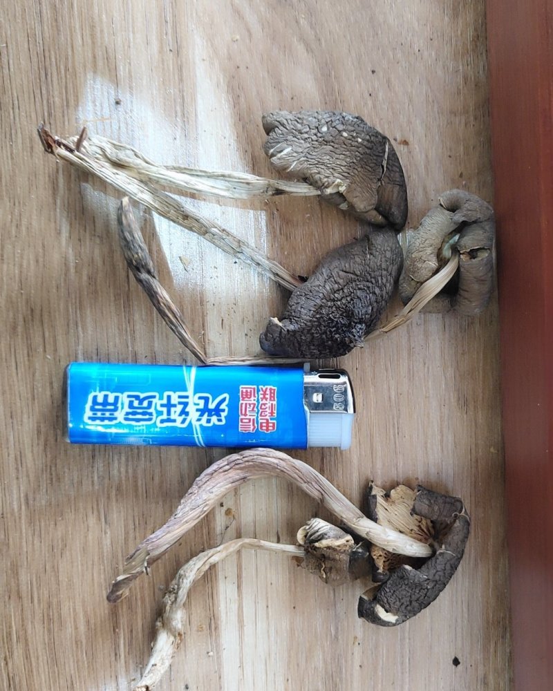 全国包邮云南精品食用菌野生菌干货野生鸡枞菌