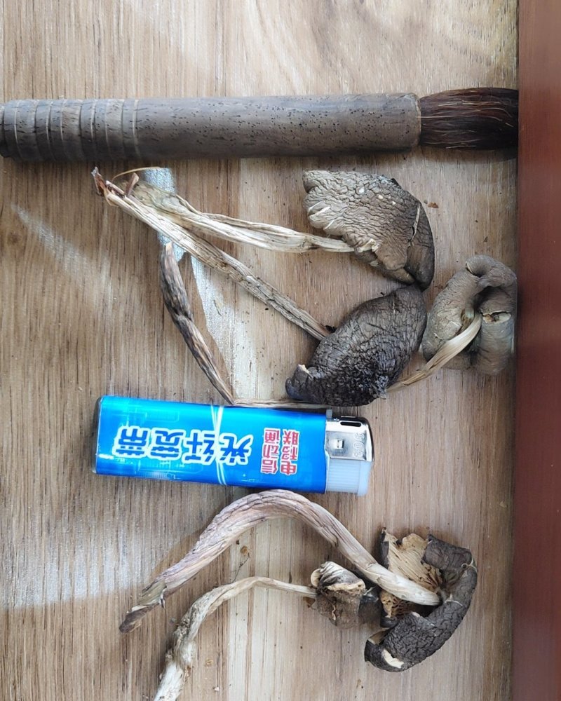 全国包邮云南精品食用菌野生菌干货野生鸡枞菌
