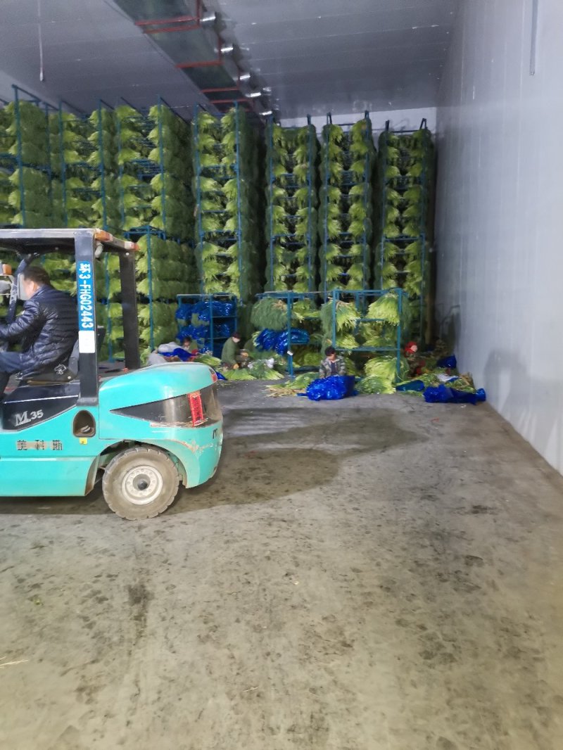 山东金乡蒜薹冷库货一手货源充足品质保证量大从优发全国