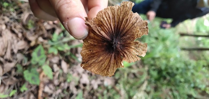青钱柳