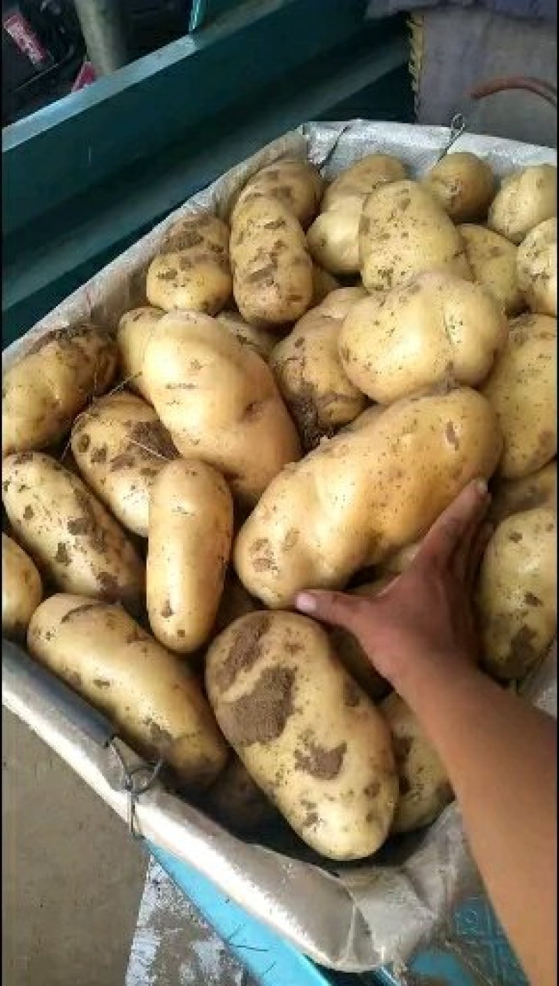 《产地直供》荷兰十五土豆可走超市可发市场