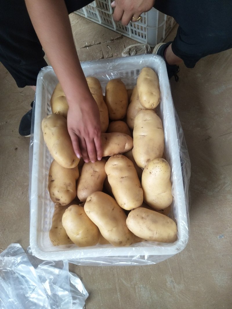 《产地直供》荷兰十五土豆可走超市可发市场