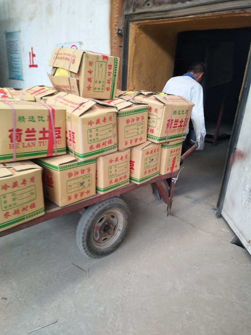 《产地直供》荷兰十五土豆可走超市可发市场