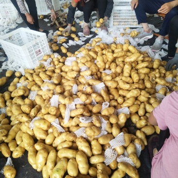《产地直供》荷兰十五土豆可走超市可发市场
