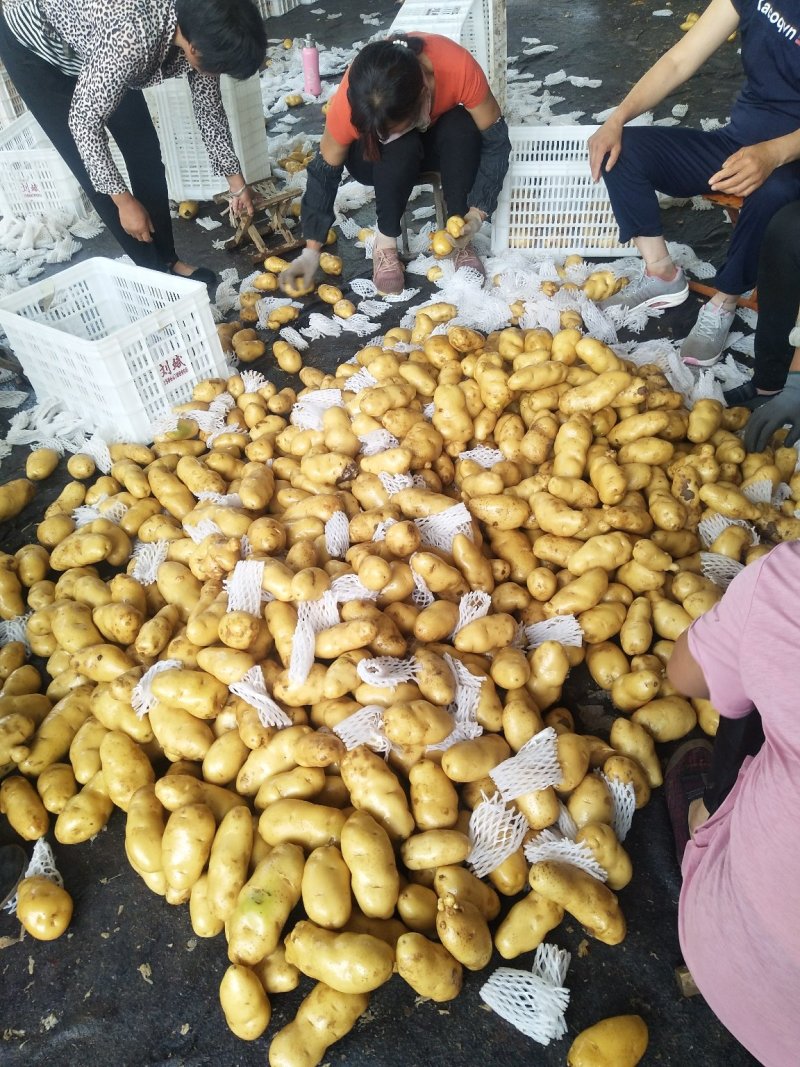 《产地直供》荷兰十五土豆可走超市可发市场
