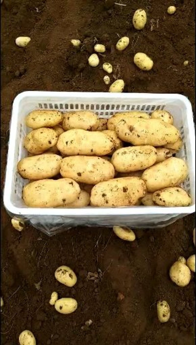精品荷兰十五二模大量供应质优价廉可全国发货