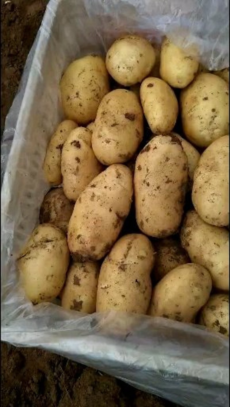 精品荷兰十五二模大量供应质优价廉可全国发货