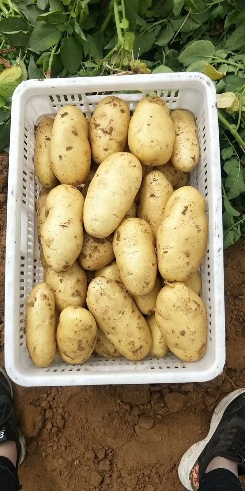 精品荷兰十五二模大量供应质优价廉可全国发货