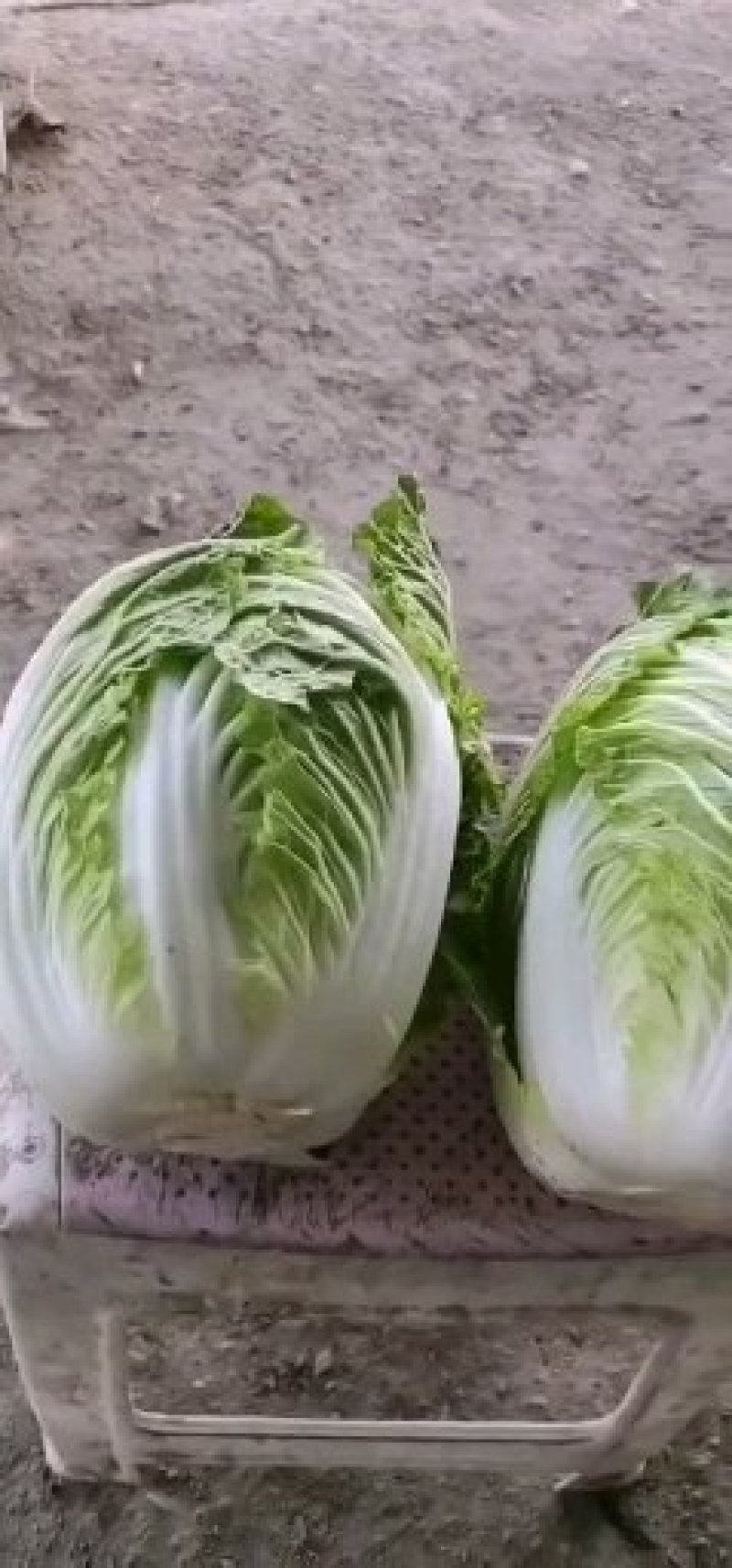 河南新鲜黄心大白菜陆续大量上市求合作