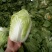 河南新鲜黄心大白菜陆续大量上市求合作