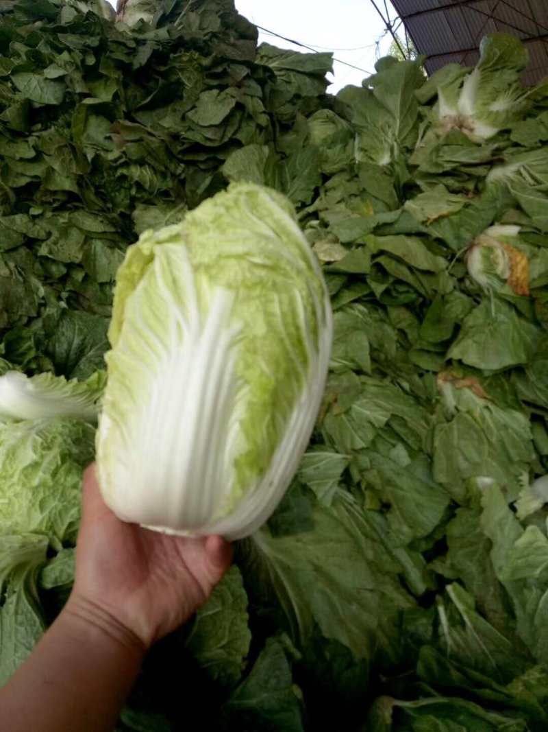 河南新鲜黄心大白菜陆续大量上市求合作