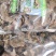 全国包邮云南精品野生菌黑虎掌菌