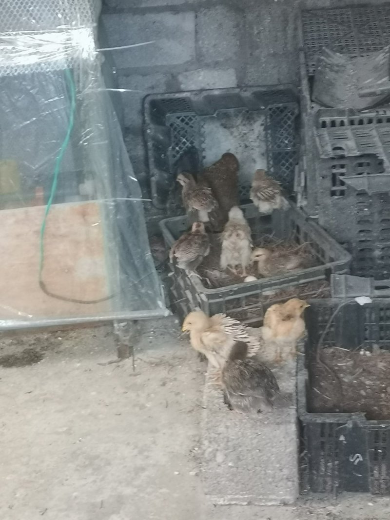 自家散养土鸡，贵州土鸡，公母都有，六个月以上